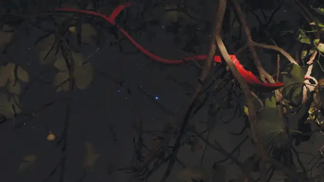 medrando-eta-beste-animazio-batzuk