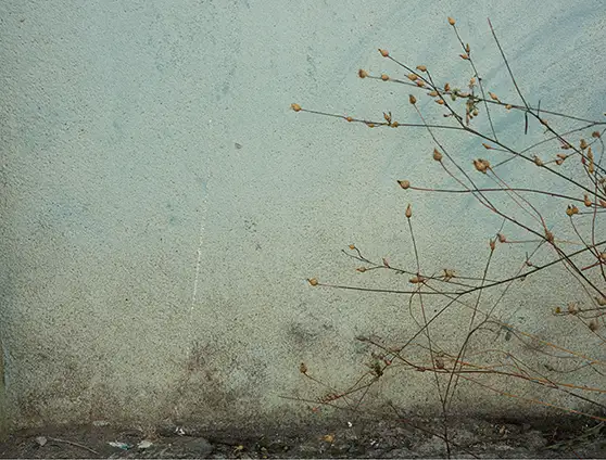 more-than-weeds
