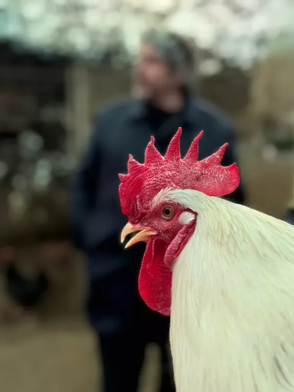 mugak-limina-cosmopolitan-chicken-project-30